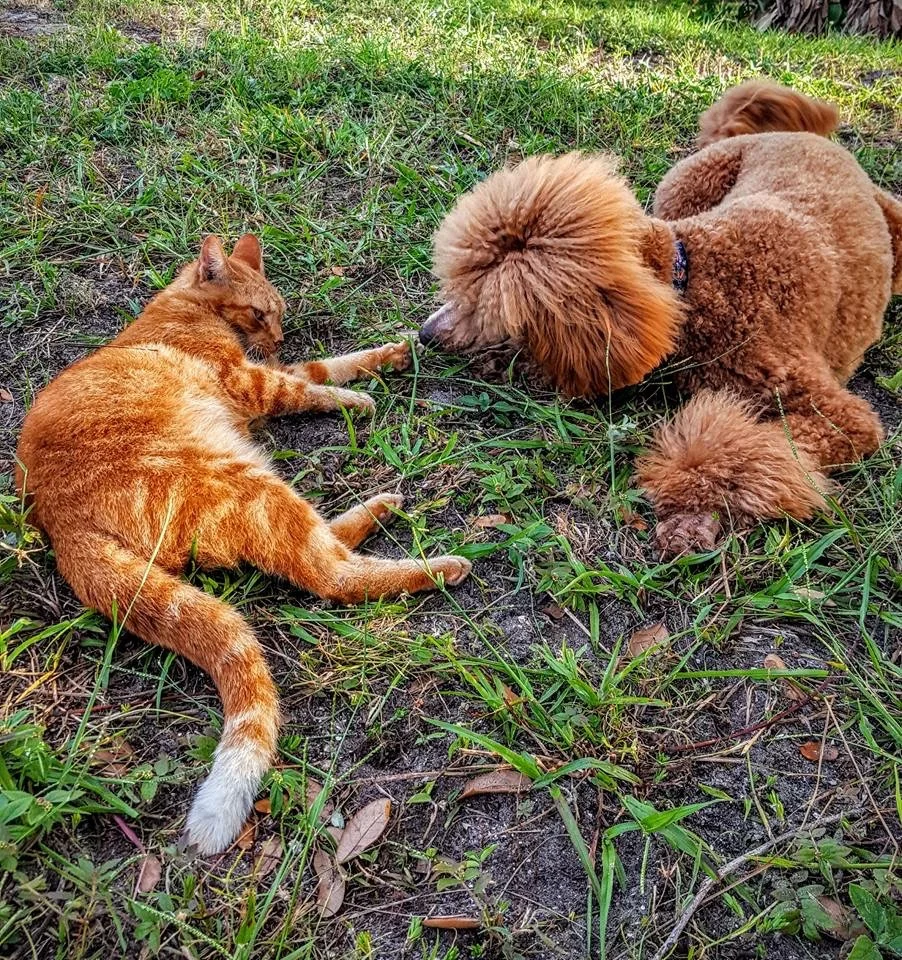 Lucy Lu (Clover x Rohit) is at West Palm Beach, FL with her kitten friend. With Love,