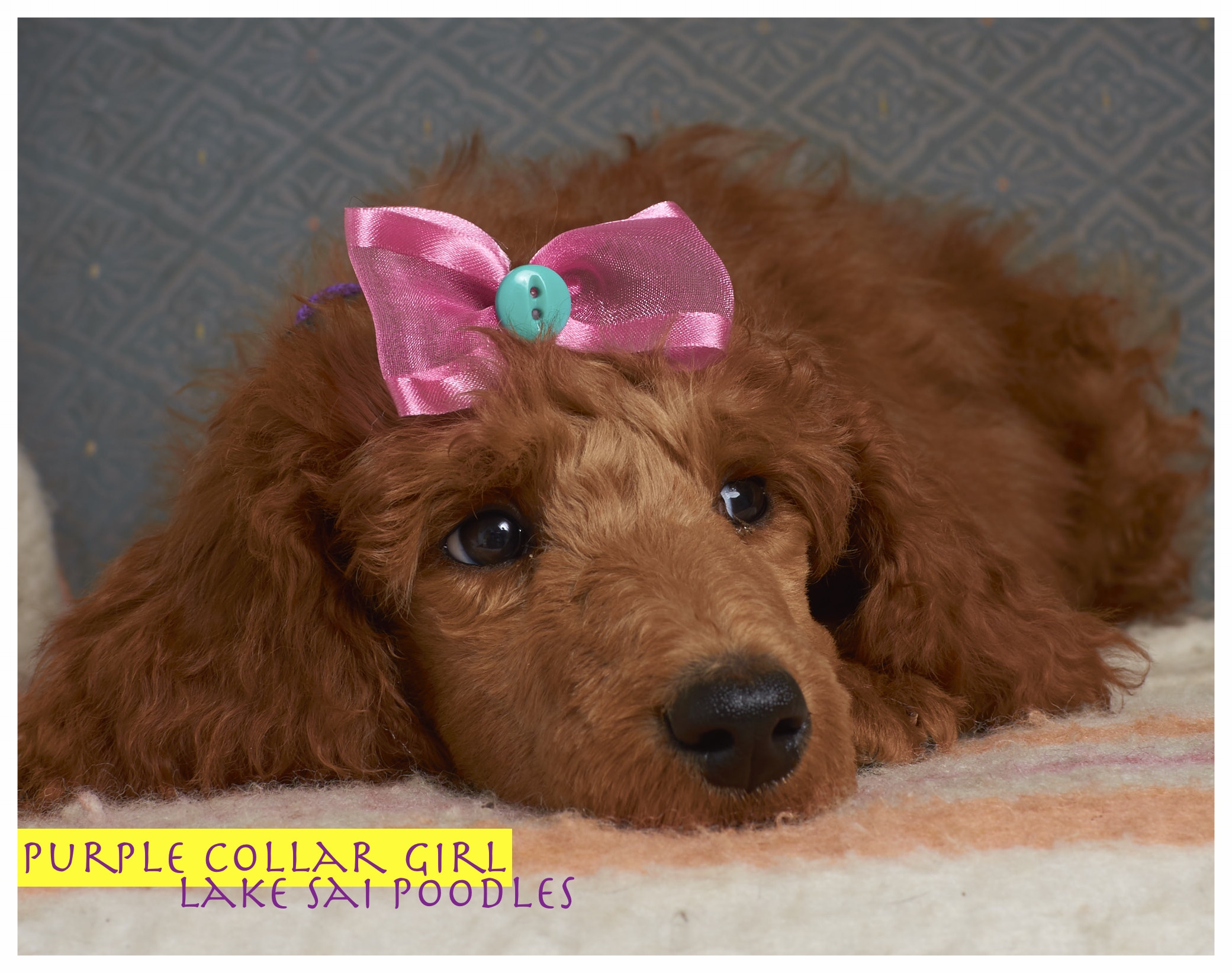 Indoor_Dog_6_1.jpg