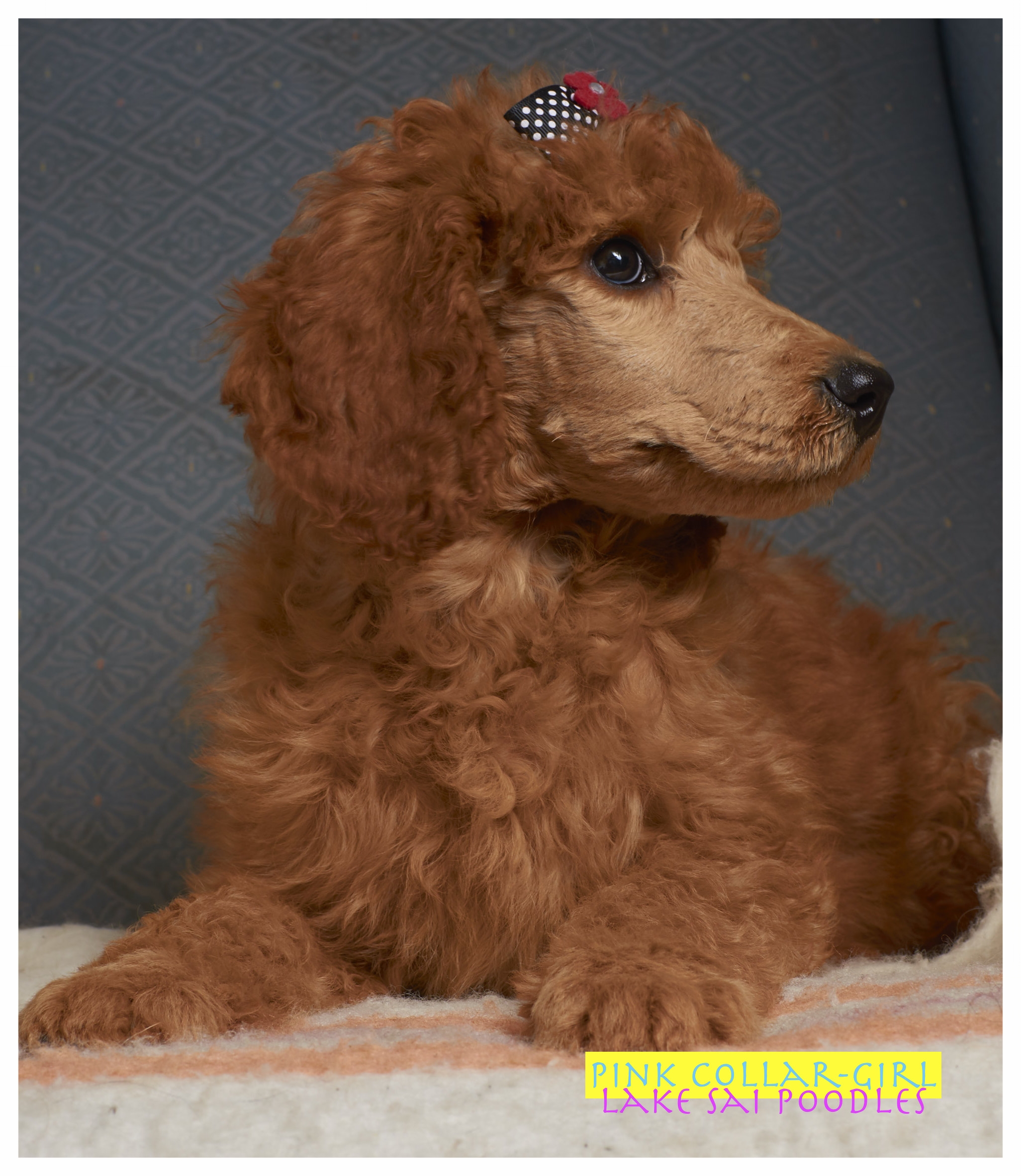 Indoor_Dog_3_2.jpg
