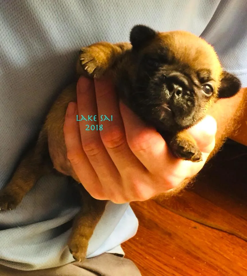 frenchieculture3.jpg