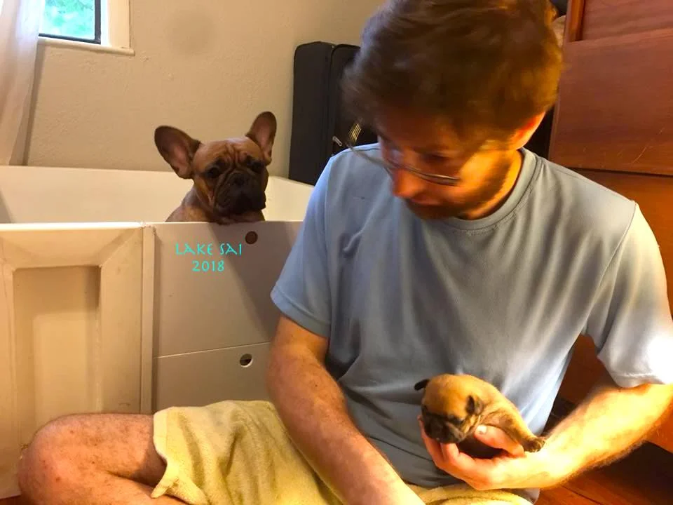 frenchieculture4.jpg