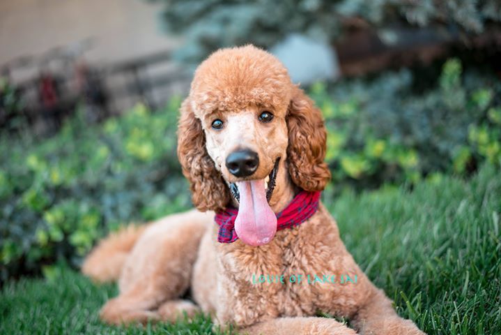 louie4.jpg