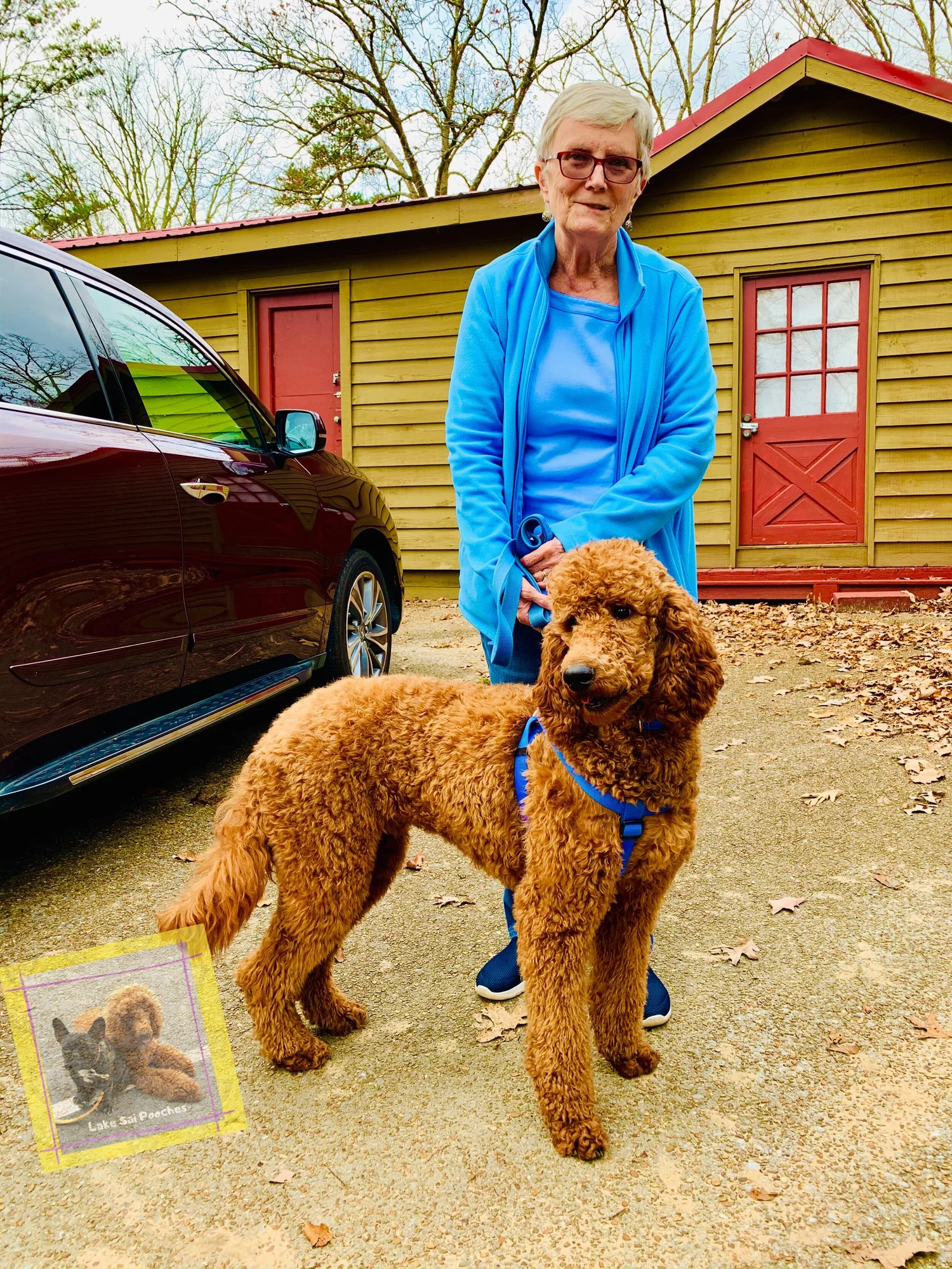 Standard Poodle Ungroomed