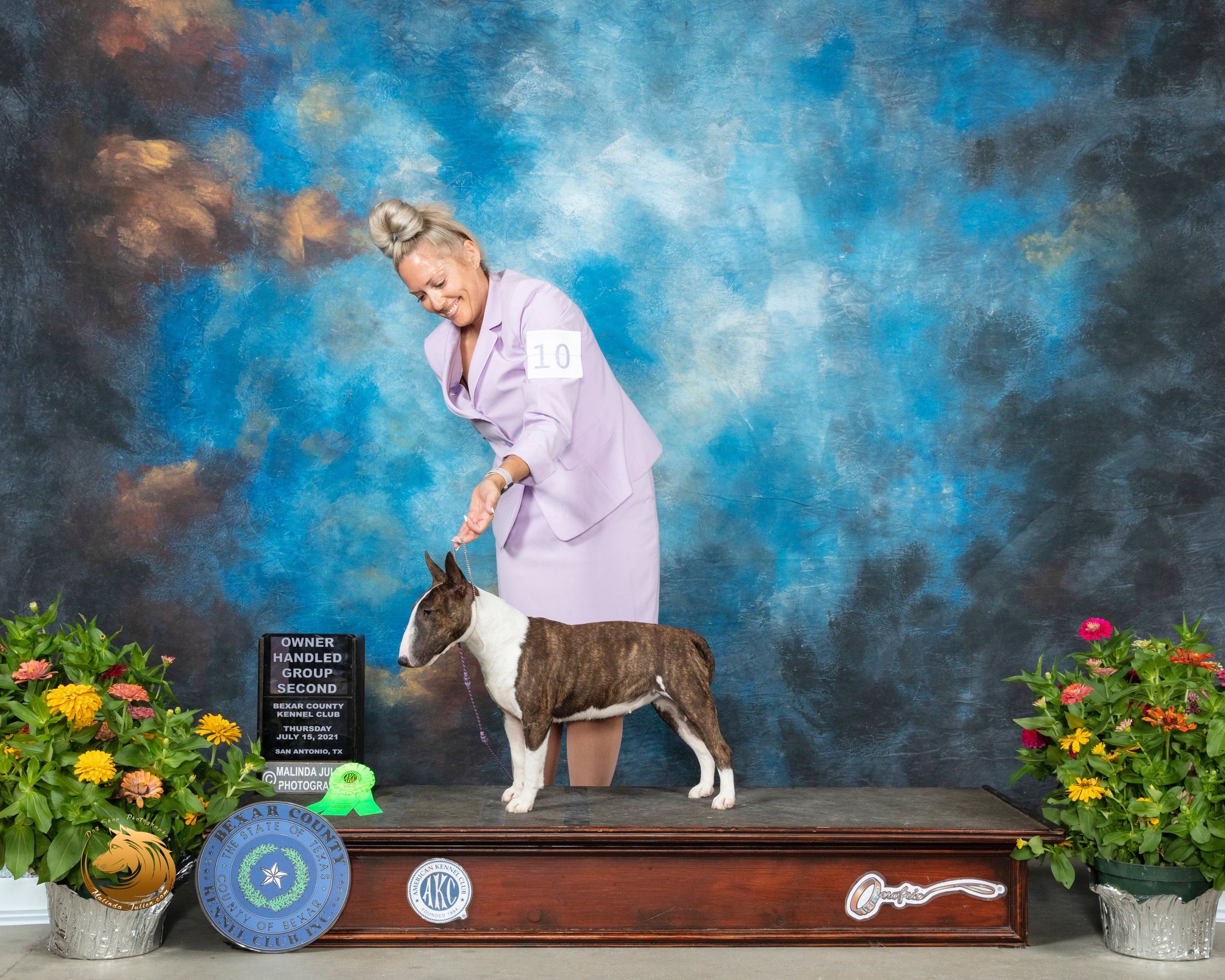 Miniature Bull Terrier #10 Th OHG3 Judge Robert Hutton_MMJ_0376_SanAnonio2021_HR3.jpeg