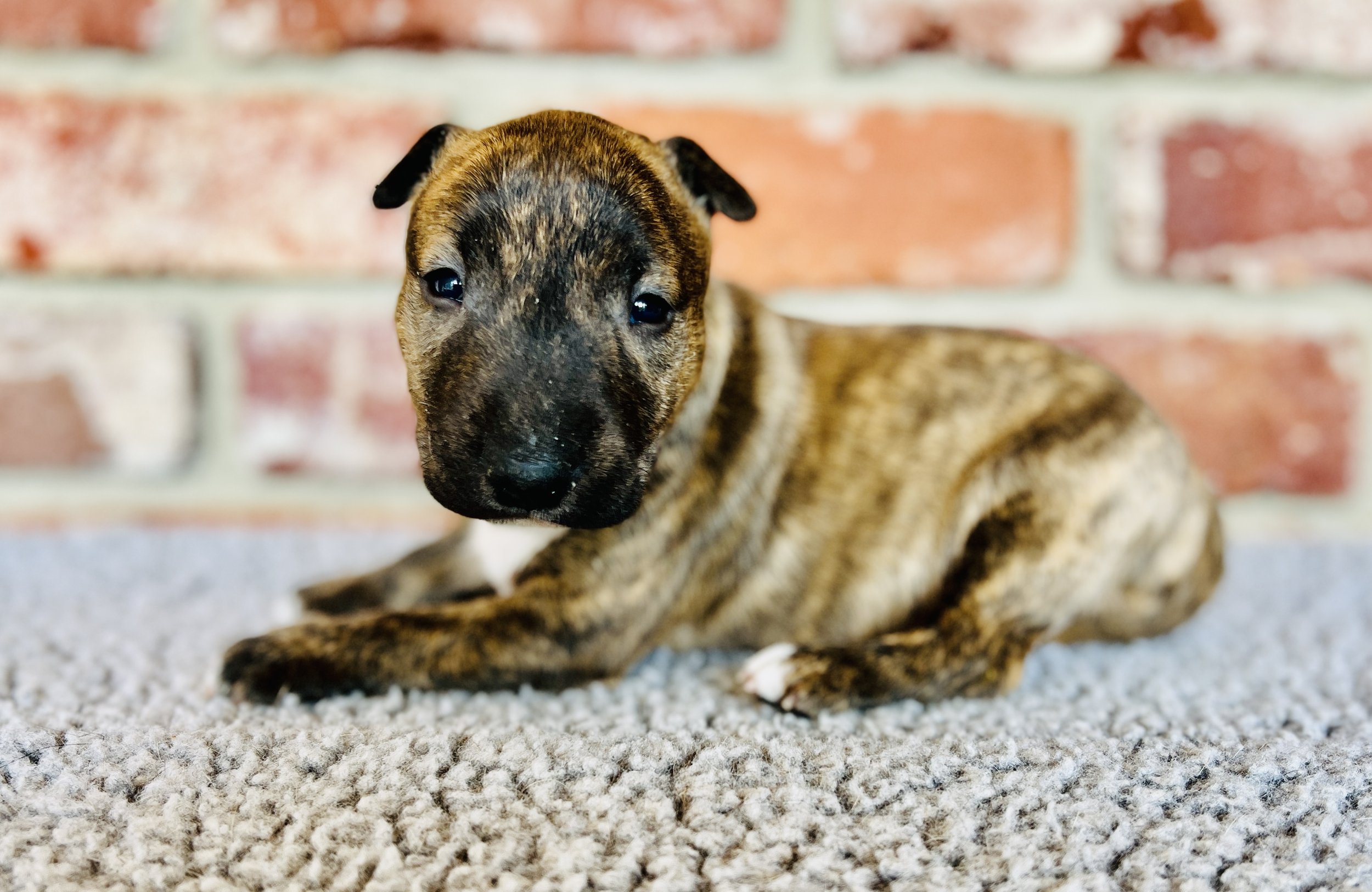 Brindle Girl Available