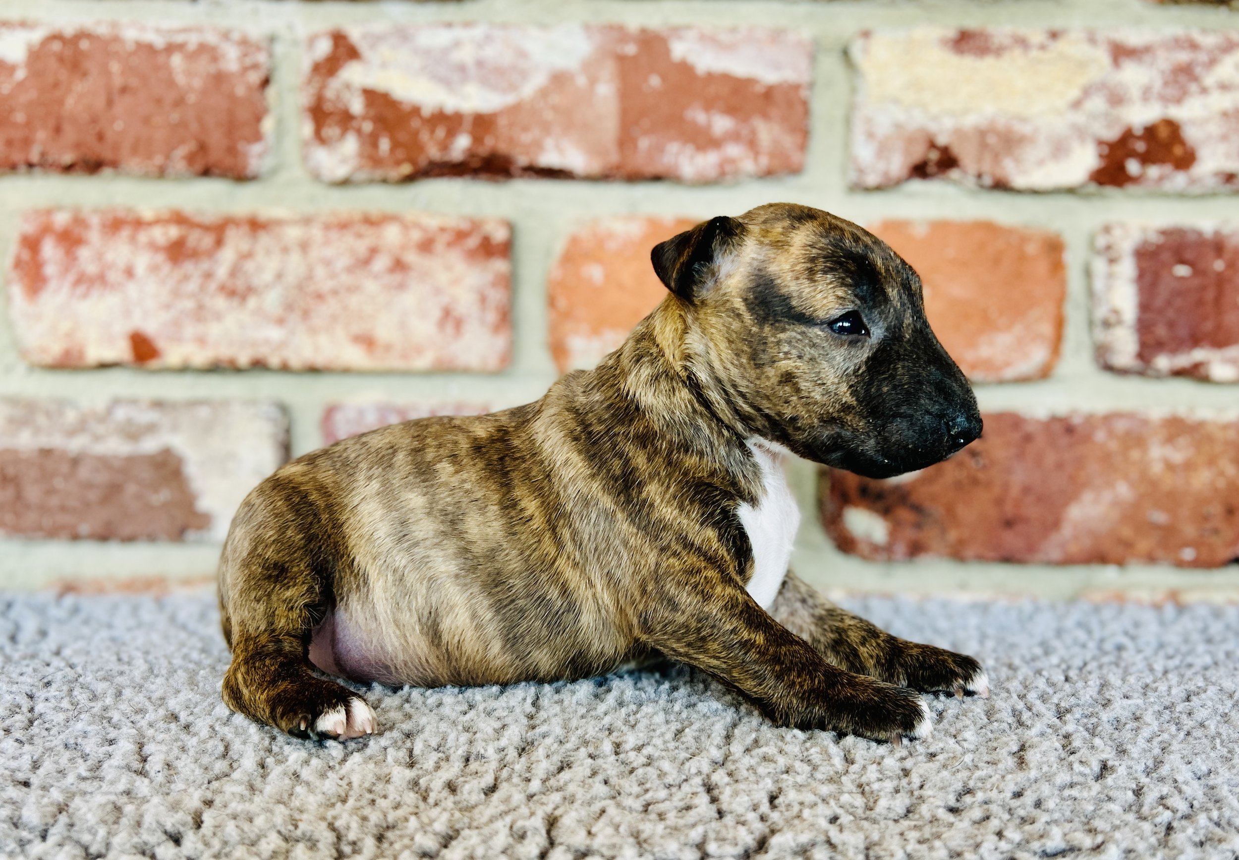 Brindle Girl Available