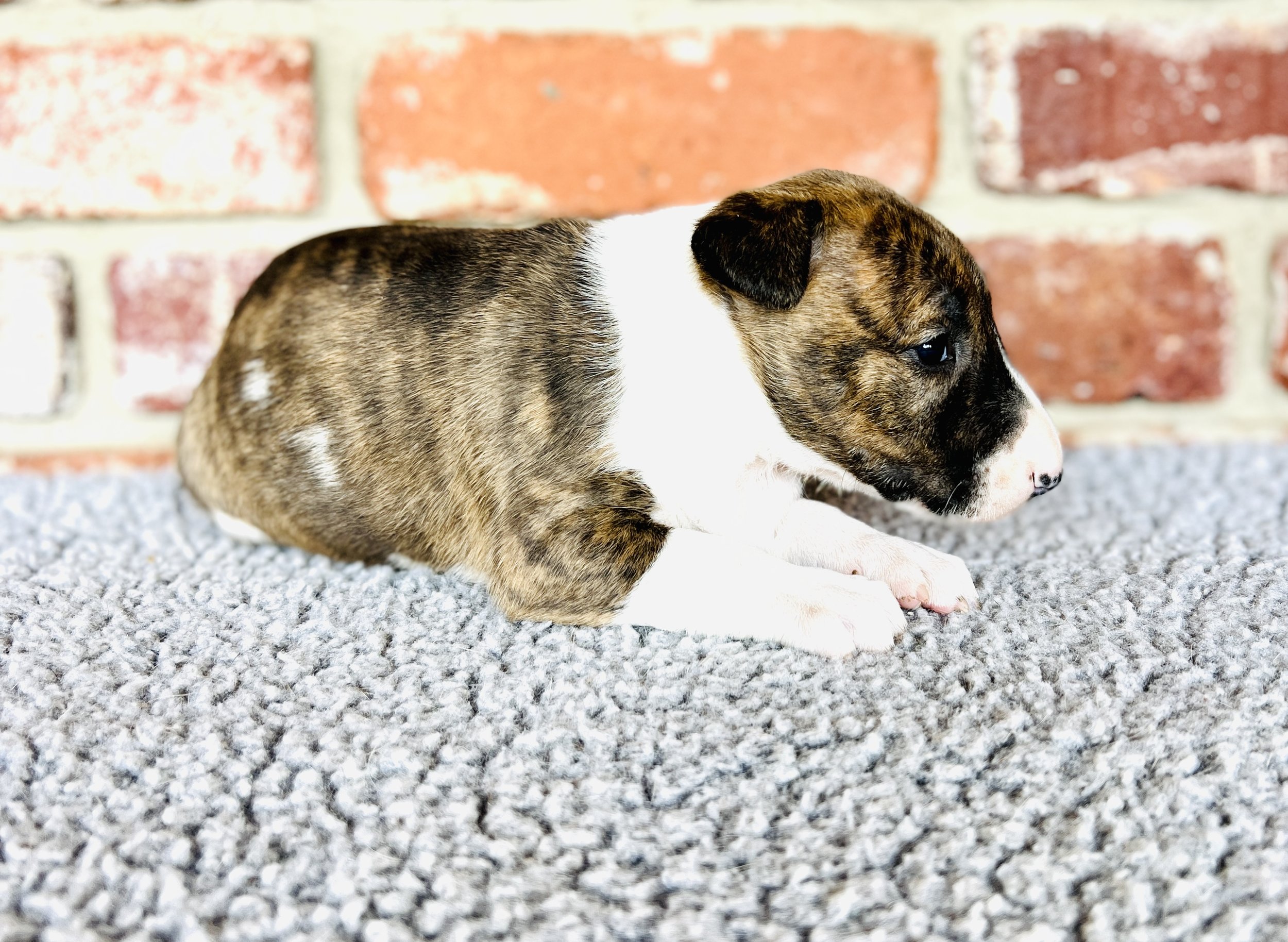 Brindle Girl  &amp; White Girl Reserved 