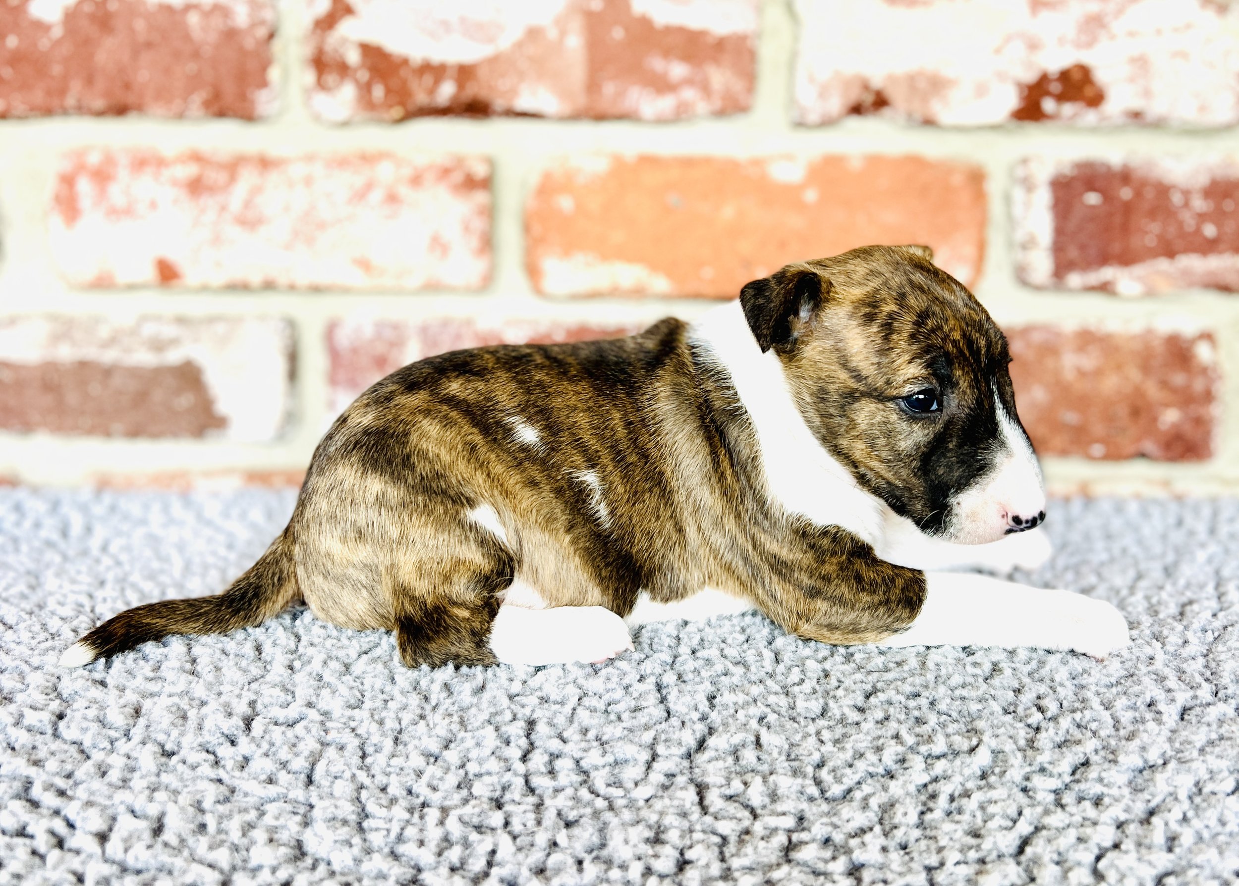 Brindle Boy Reserved 