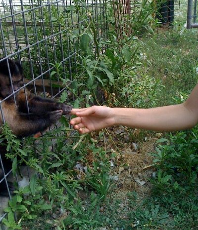 Volunteer interacting with one of the many animals who live at the East Coast Exotic Animal Rescue.