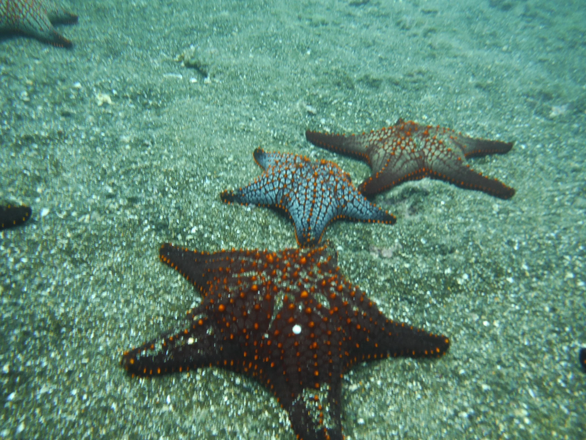 The Starfish Story 