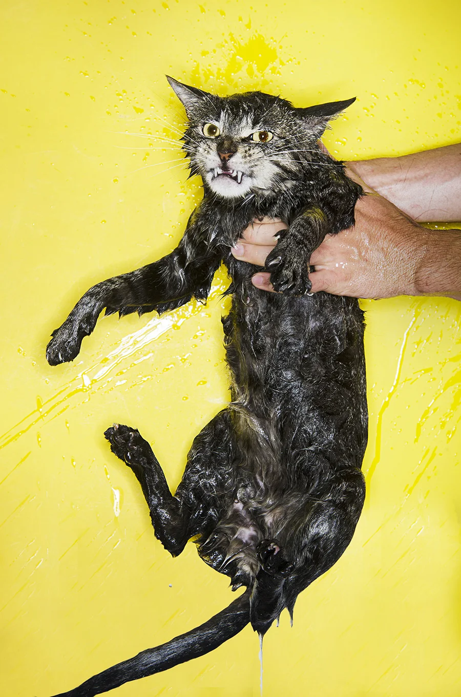 cat 2 tet.jpg