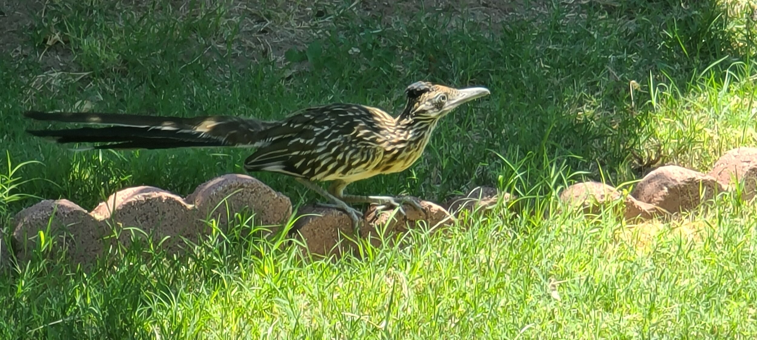 Roadrunner