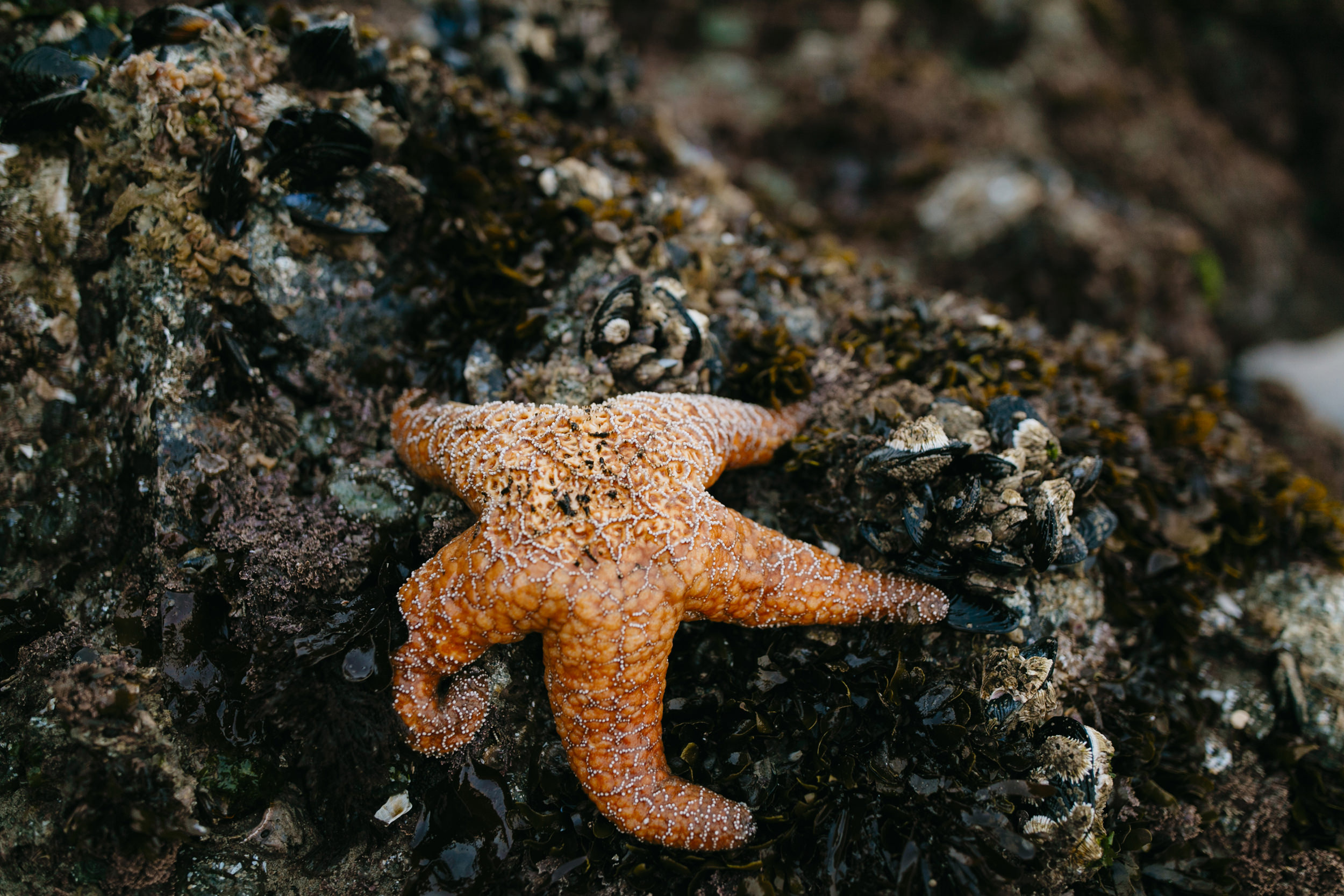 Cannon-Beach-Adventure-Engagement-Photography-Oregon-Destination-Elopement-Photographer52.JPG