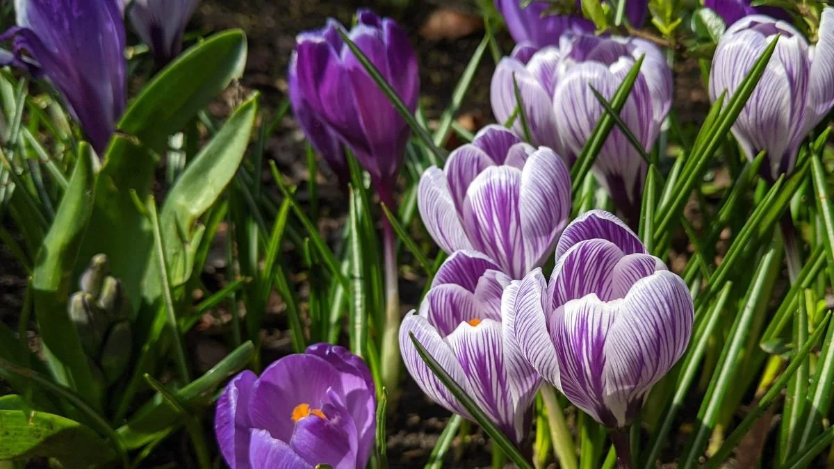 Spring is Coming