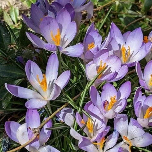 Spring is coming! (And my Yoga Behind Bars fundraiser is here!)