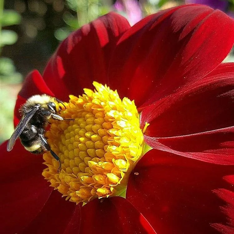 The secret life of bee's breath