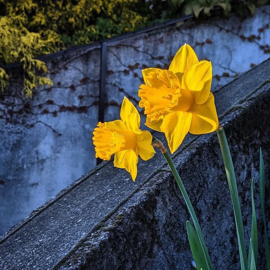 Daffodils &amp; an Eagle Cam for the Winter Doldrums