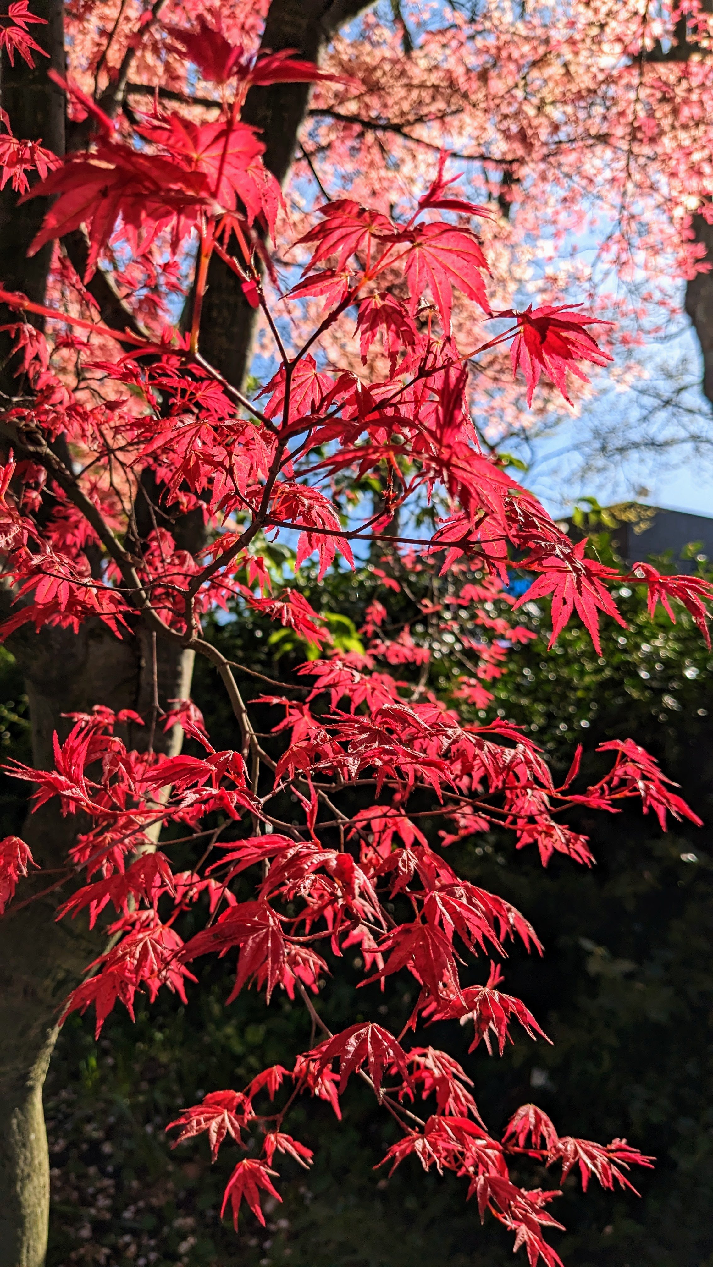 The Emergence of Springtime