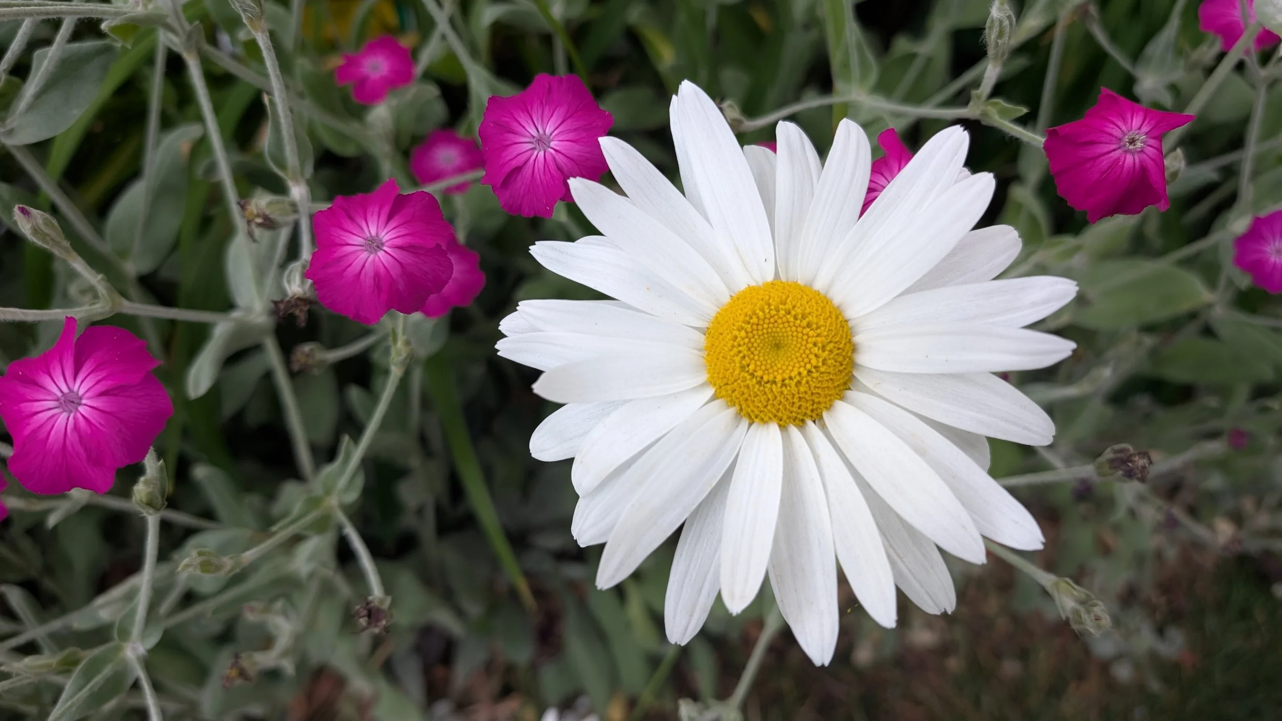 Look for the Beauty