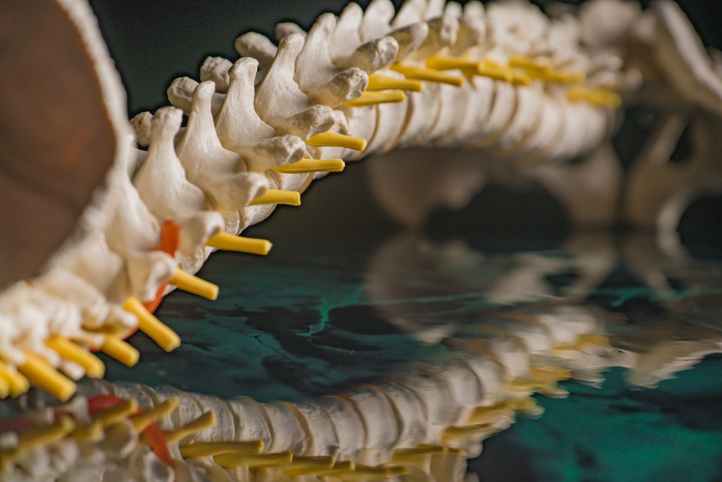 Yoga Therapy for the Low Back