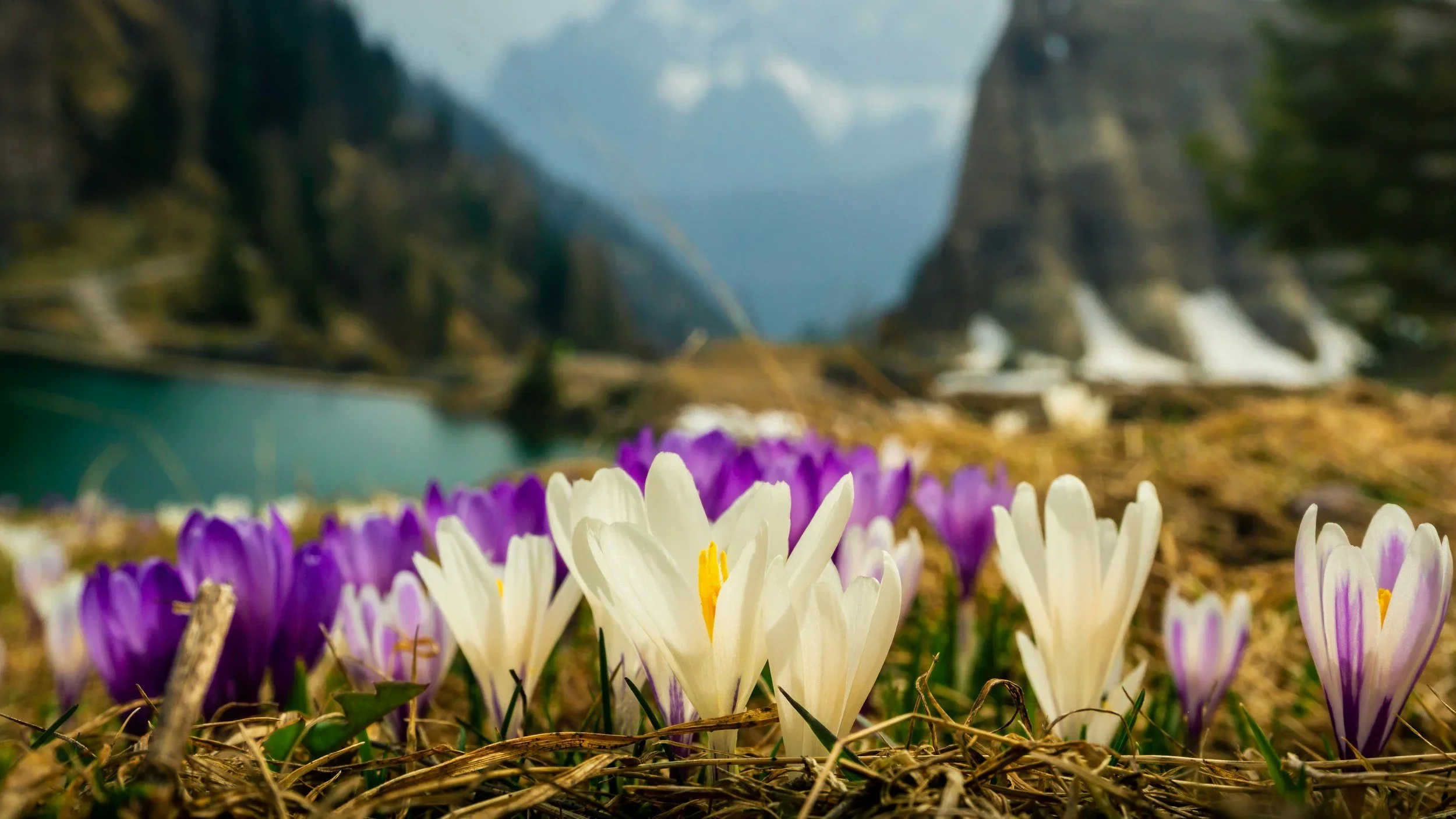 The Reset Circle | March Reset: Spring Renewal Retreat