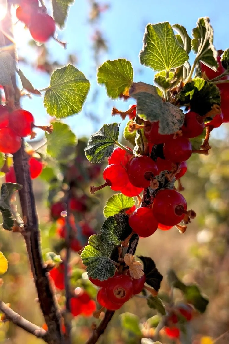 Summer Abundance
