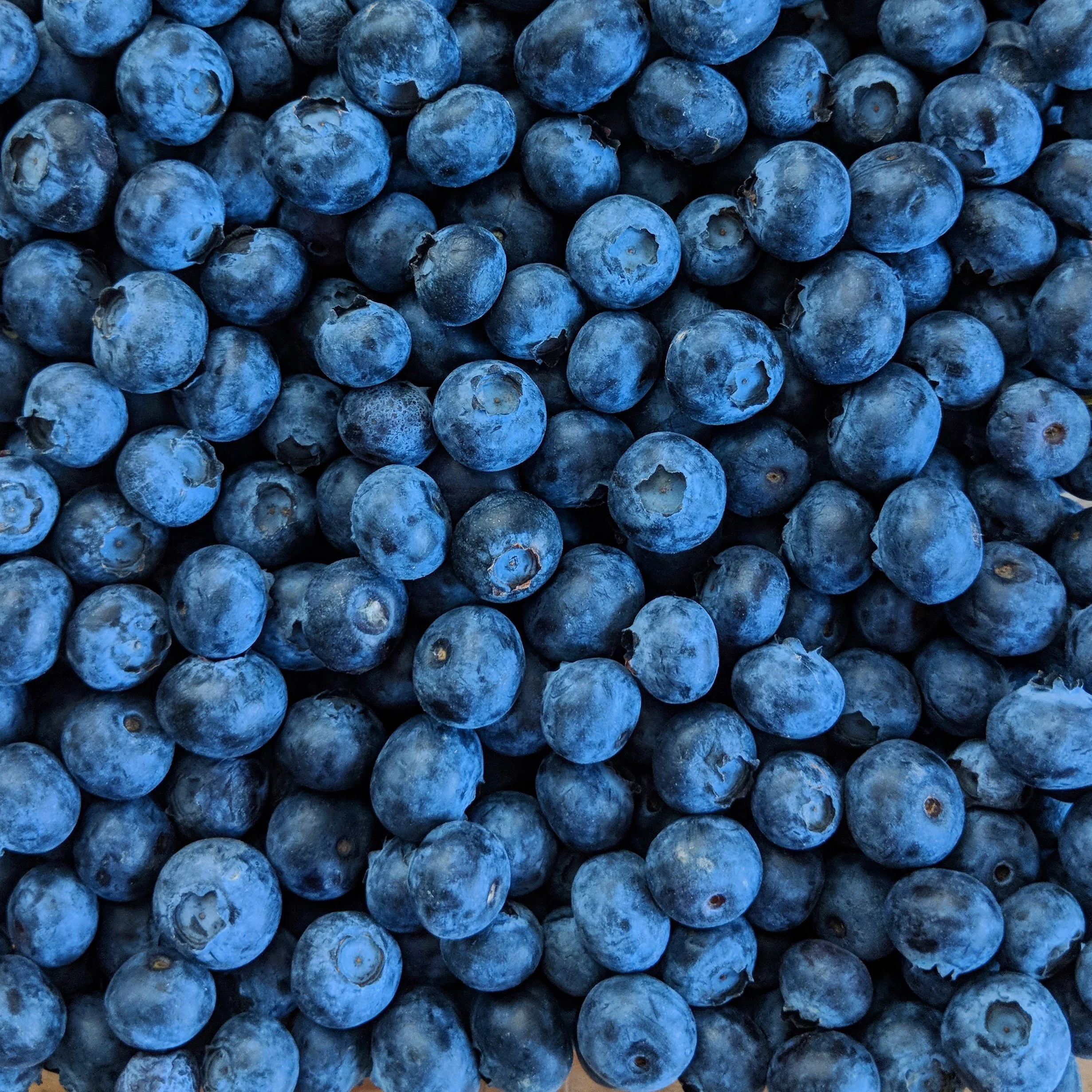 Tis the Season for Blueberries