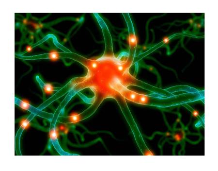 Neural Pathways