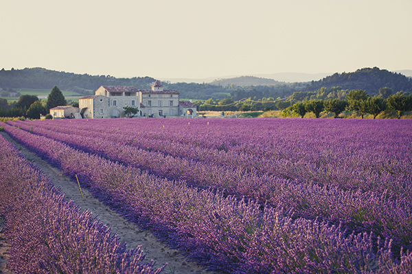 lavender field low res.jpg