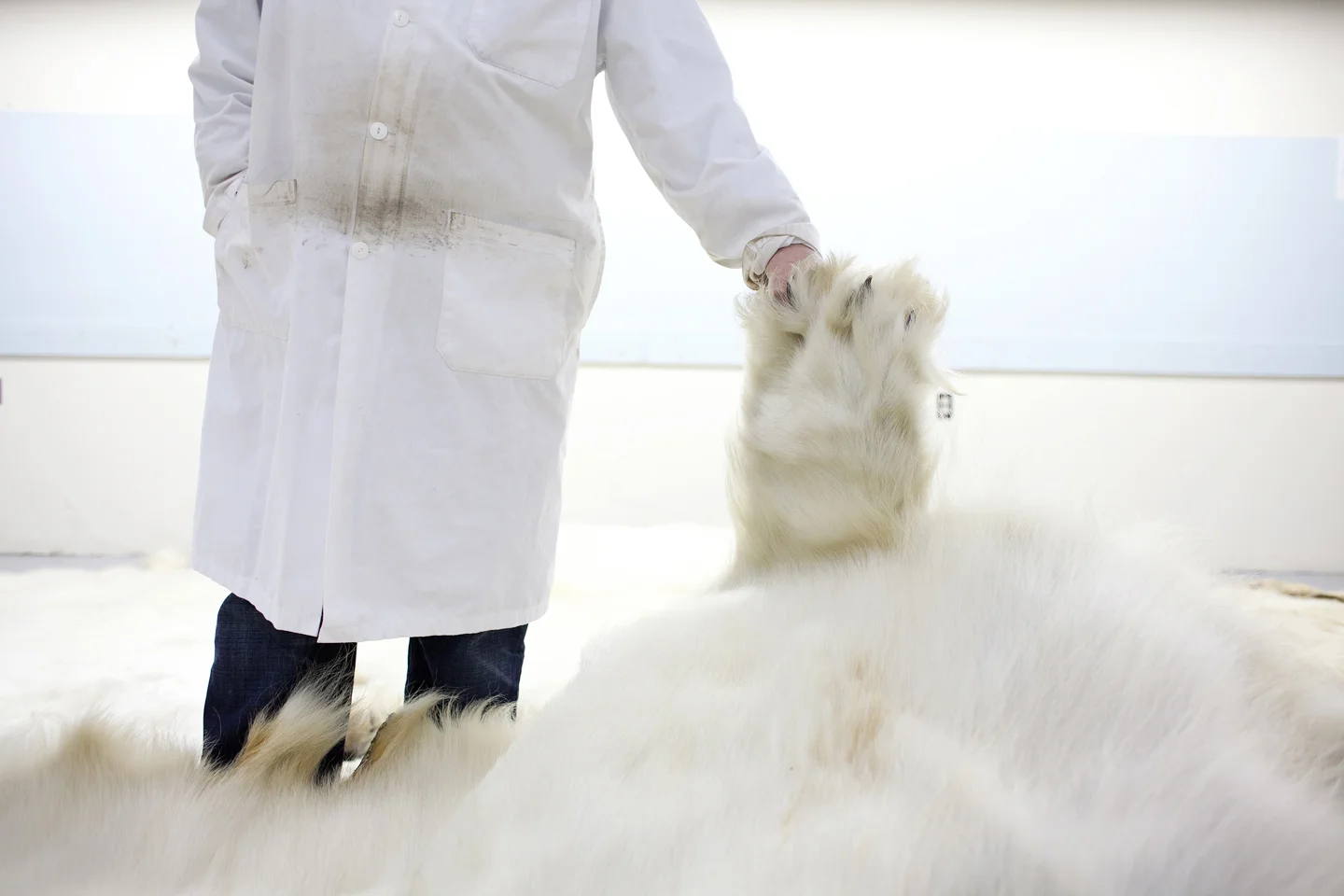 The Fur Trade