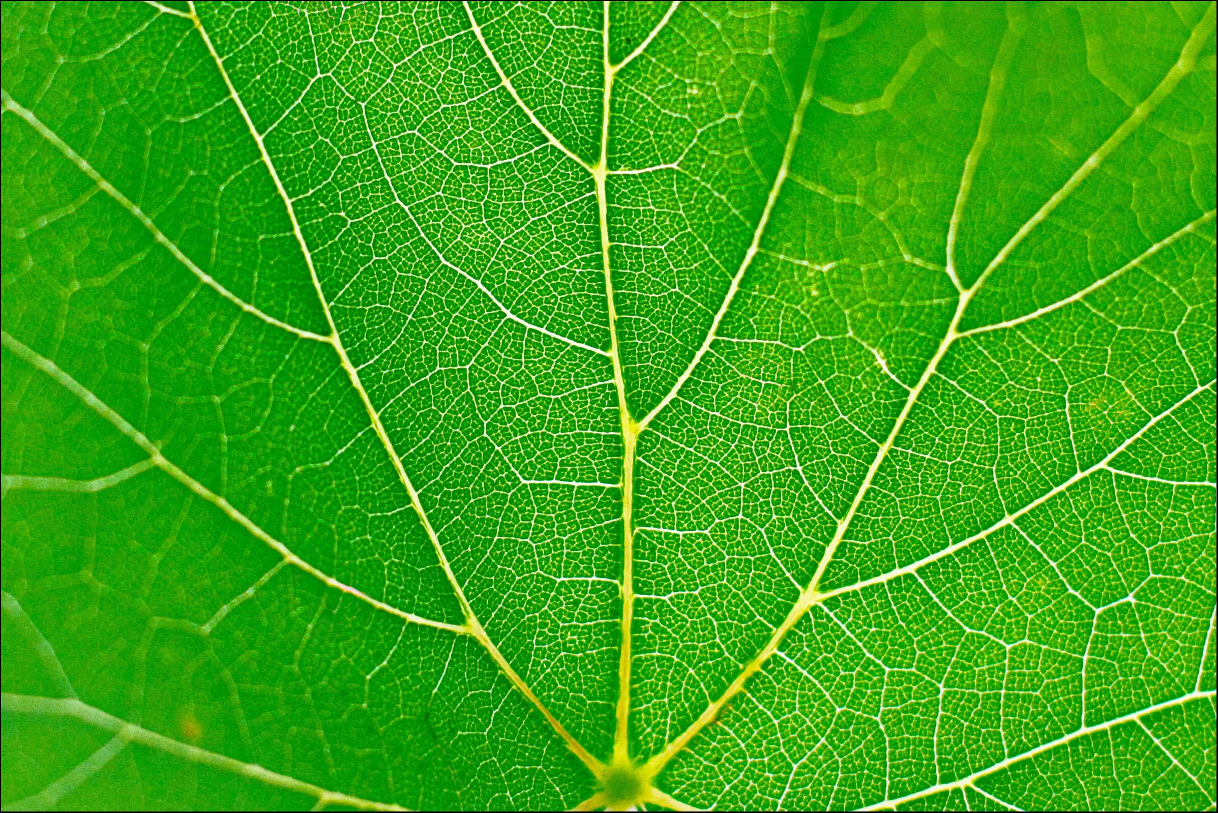 leafveins.jpg