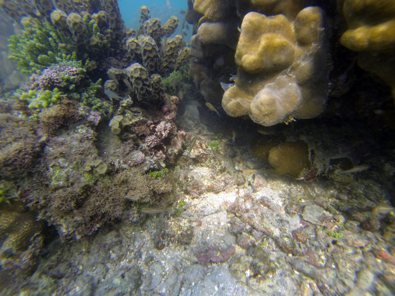 Snorkelling in India