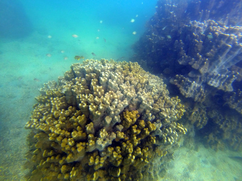 Snorkelling in India