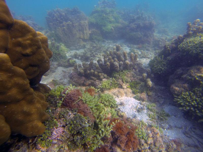 Snorkelling in India