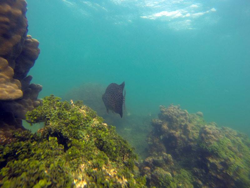 Snorkelling in India