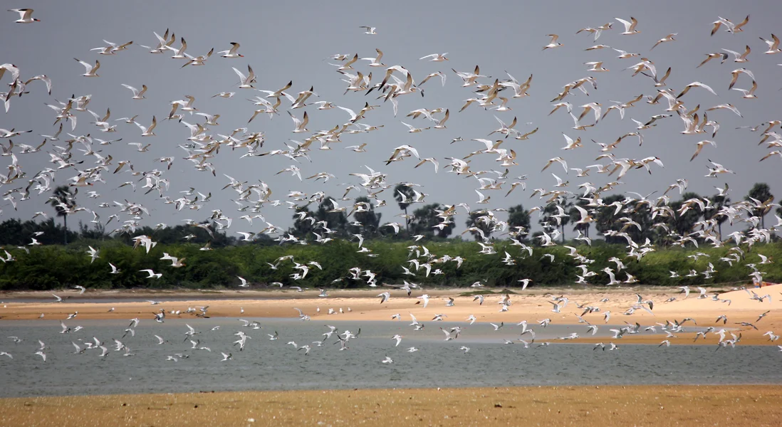 Best kitesurfing spots in India