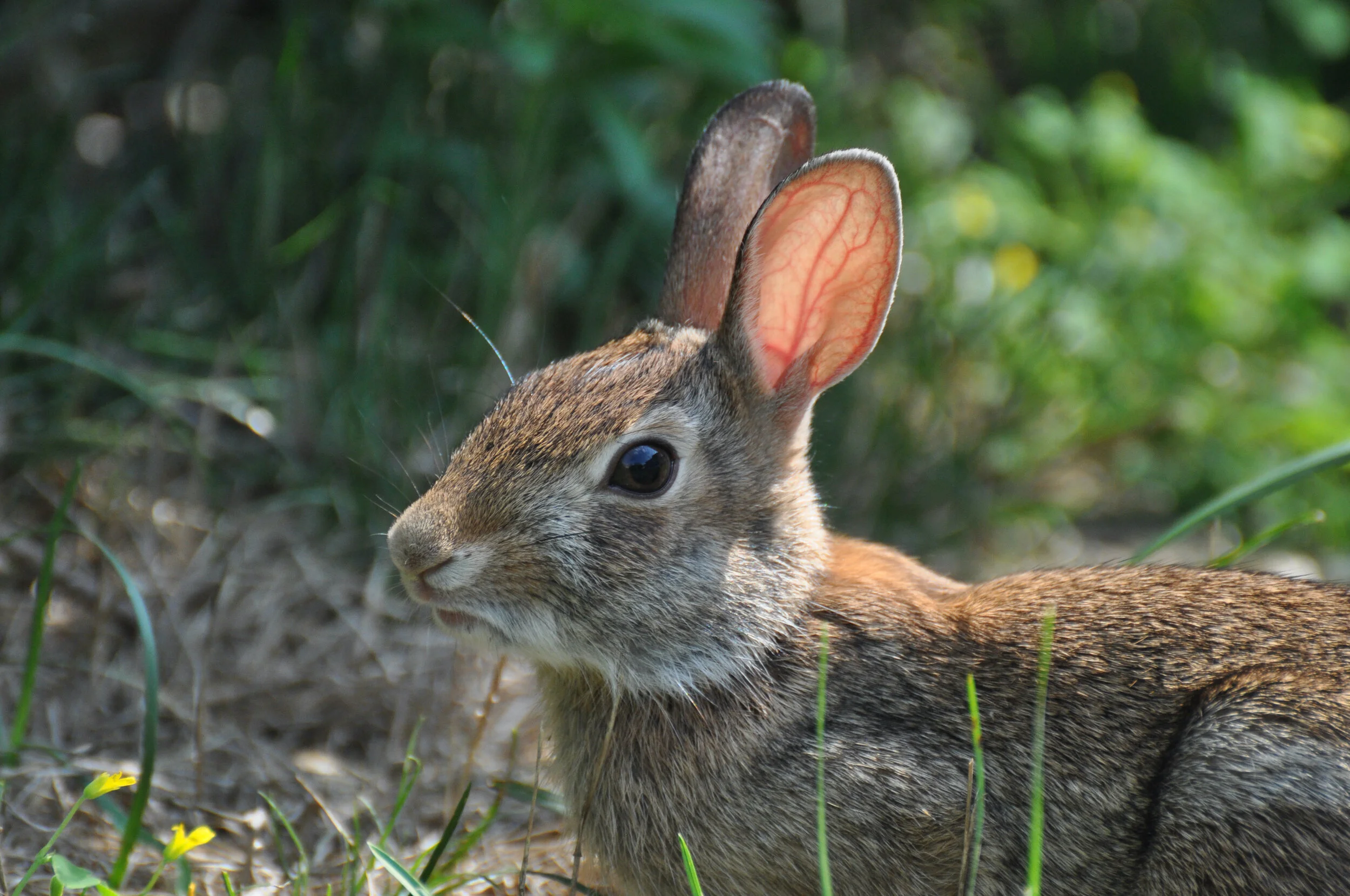 Walls of Liscarroll Set