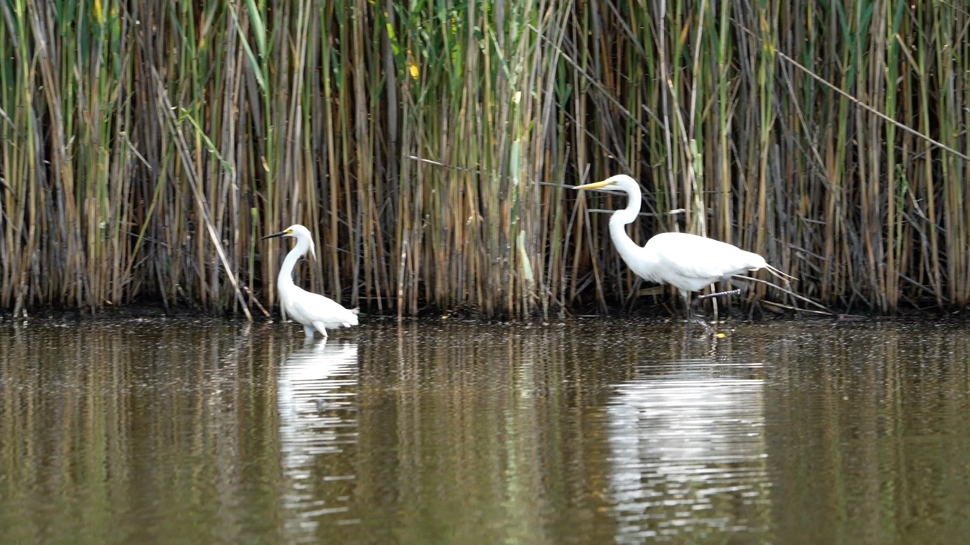 Tackapausha Pond Revisited