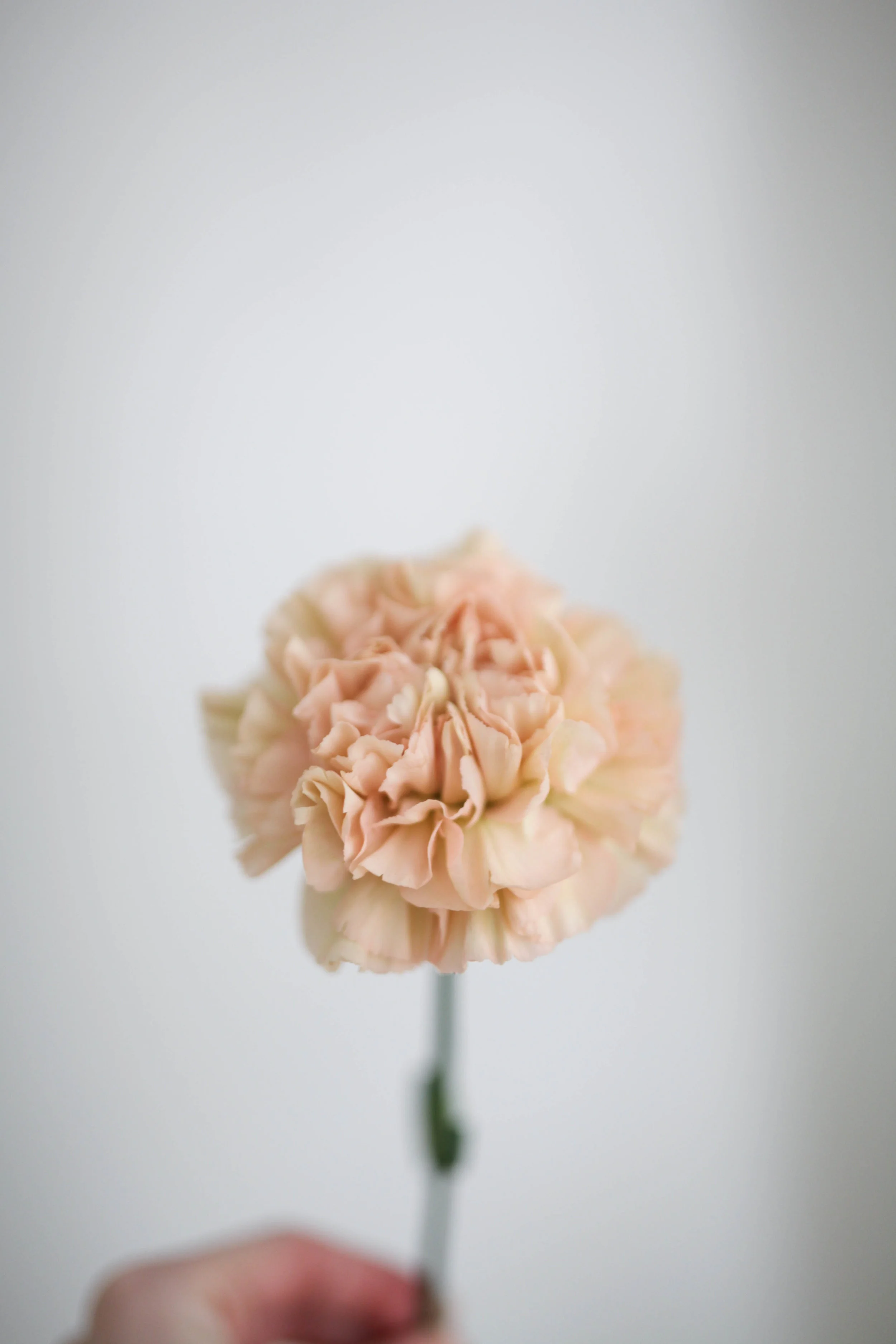 Fleurs-41.jpg