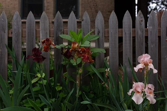 These rust, blush, and black Bearded Irises are giving me life.

Which one is your fave?