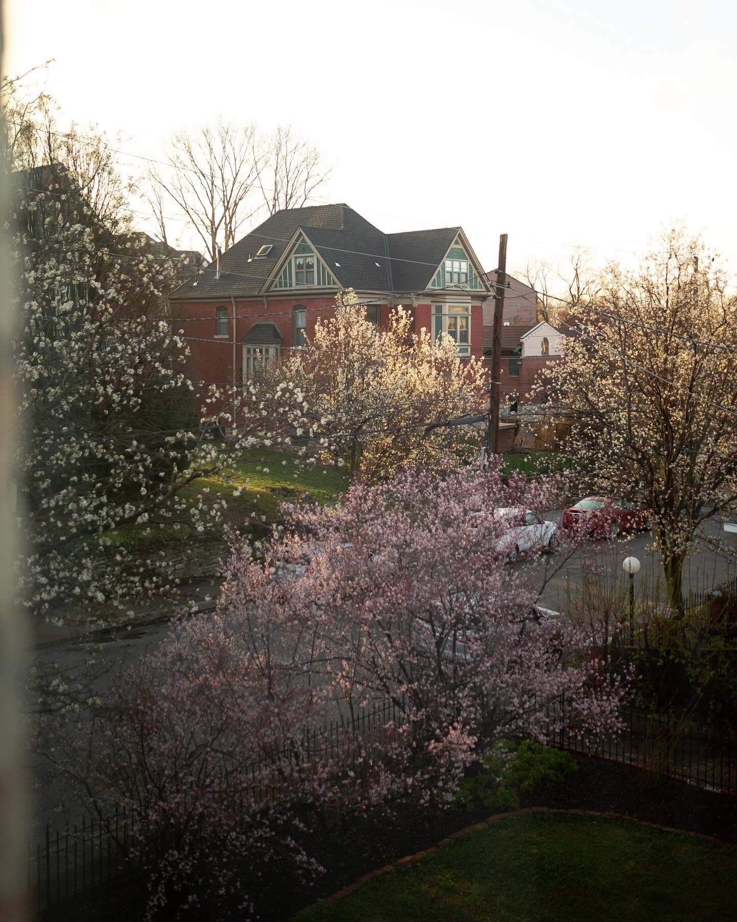 This week we witnessed the Cherry Plum Blossoms unfurl. Gus loves being outside and digging beneath them. 

I spotted a woman pull a bowing branch to her face and strip the petals into her hands. She opened them gently to her child beneath her and wa