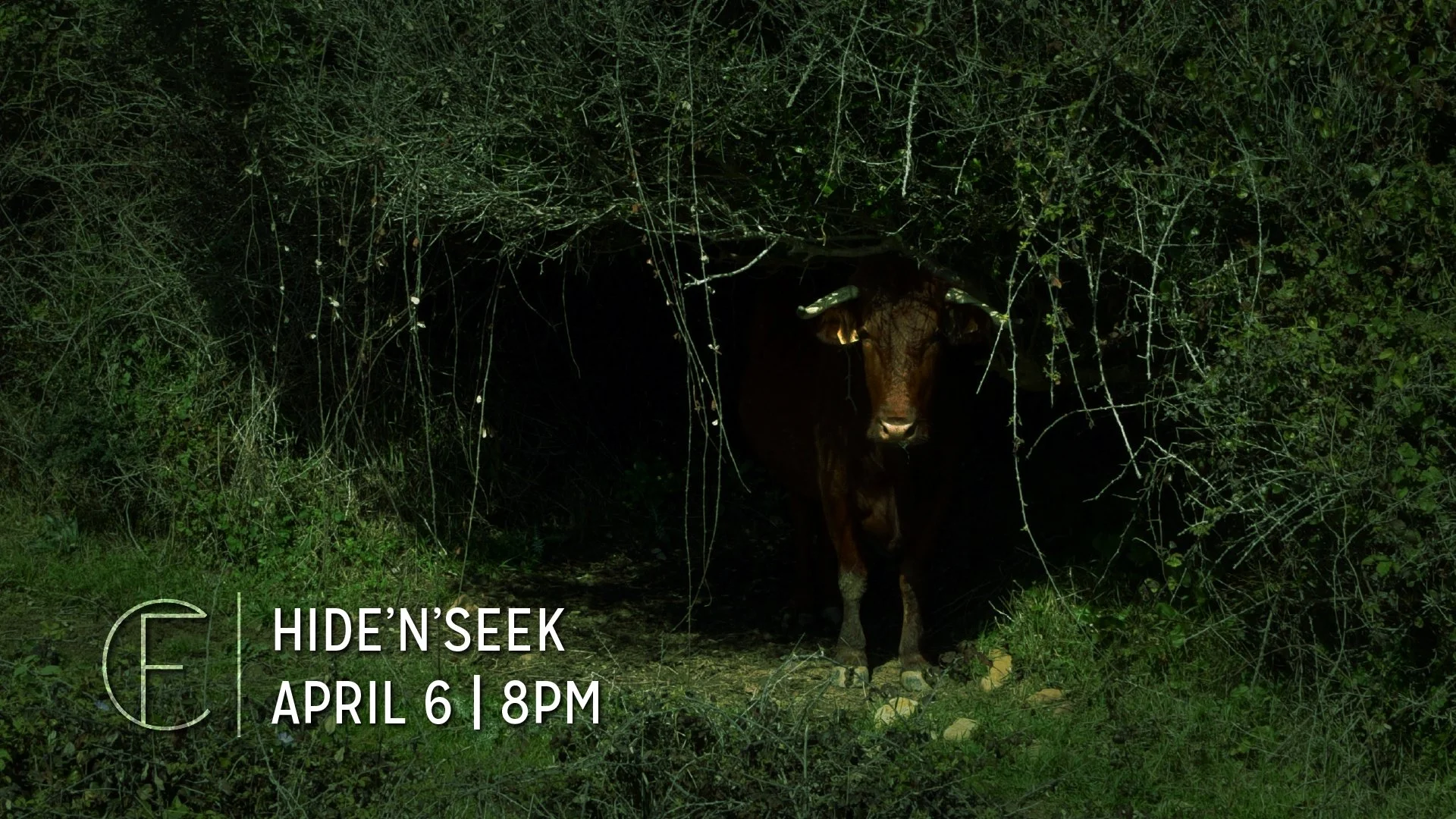 First Connection | Hide’n’Seek