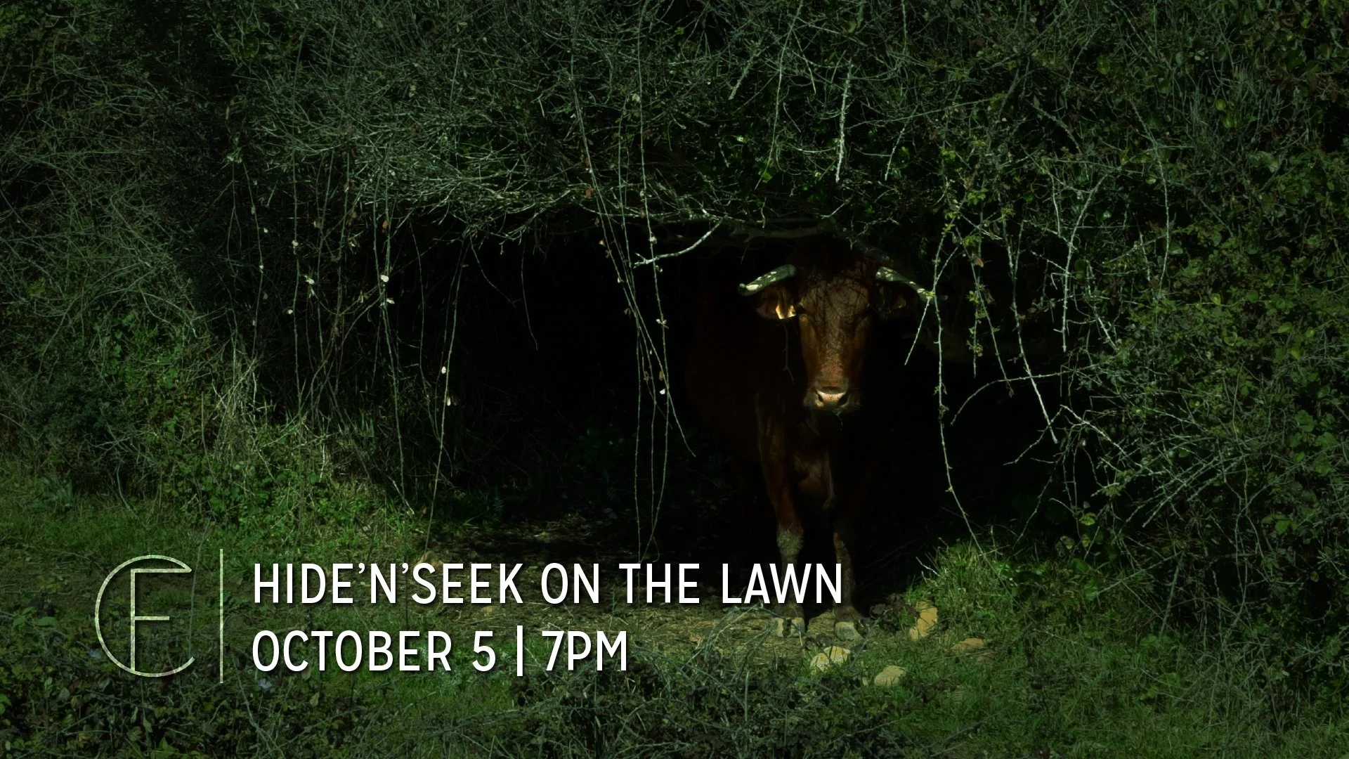 First Connection | Hide’n’Seek on the Lawn