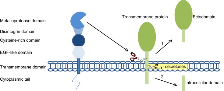 Ectodomain cleavage by metalloproteases, followed by gamma-secretase cleavage of the intracellular domain, generates two signaling molecules.