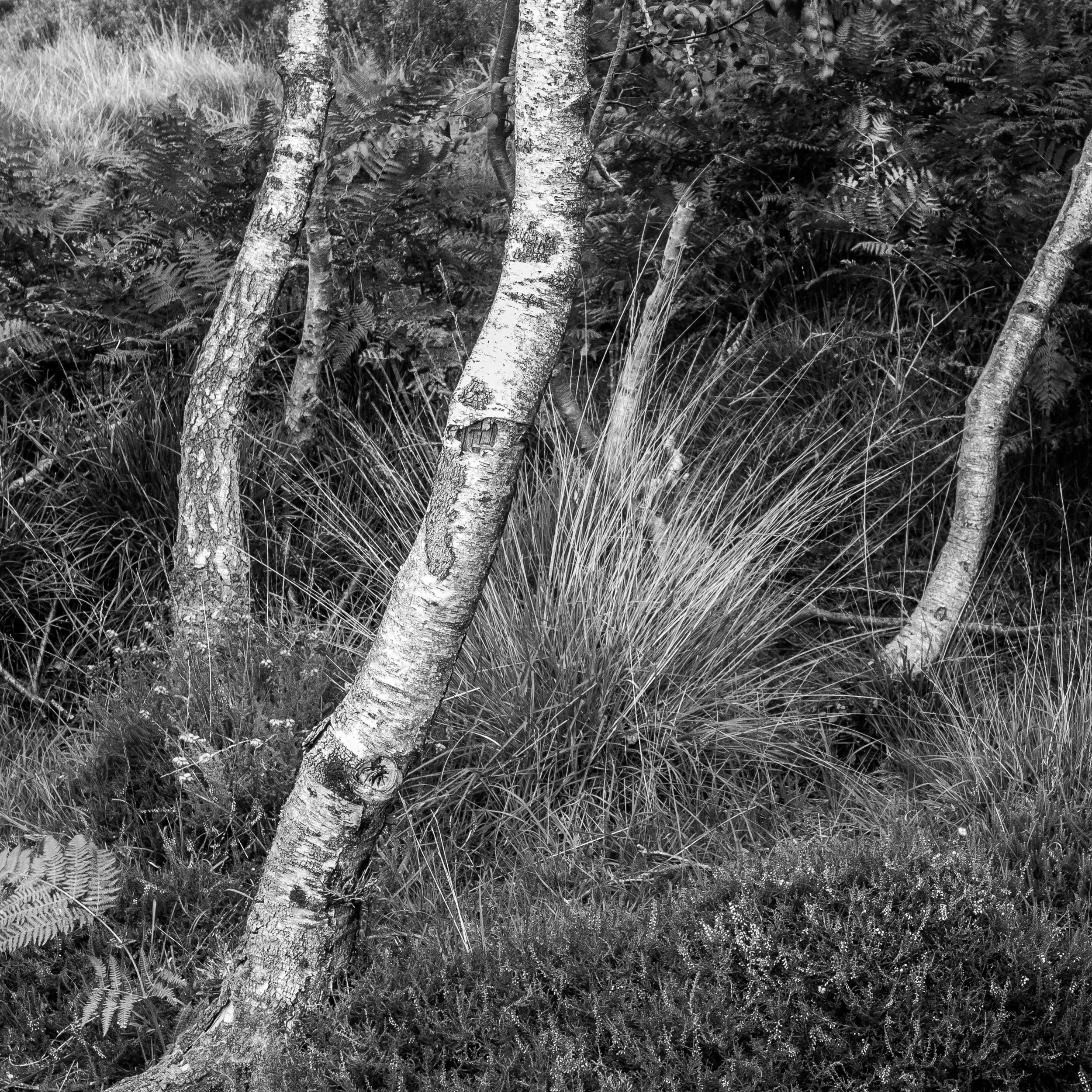 Moreton Forest