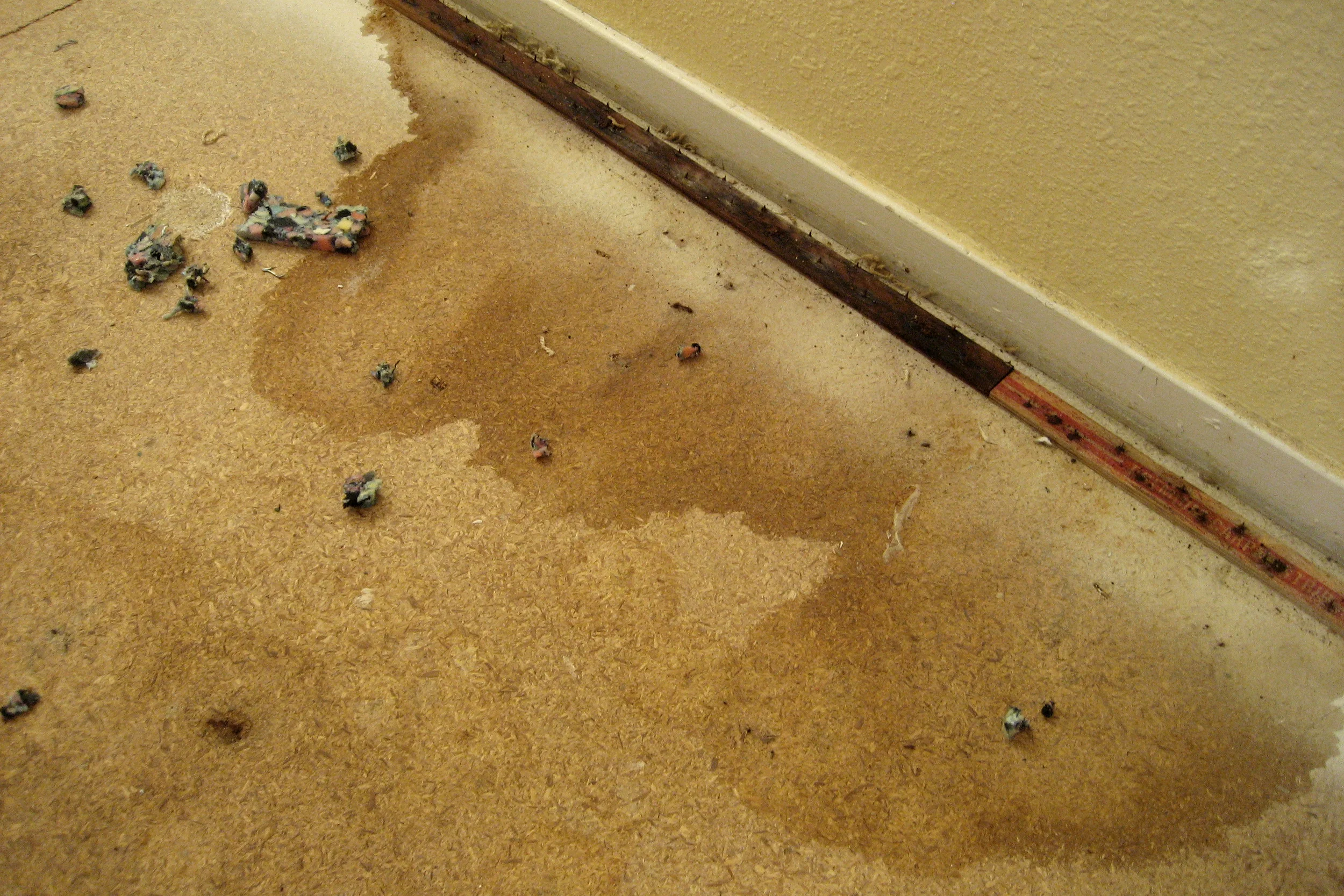 Urine Stains Cat Urine On Concrete Floor Cat Pee Online On Subfloor