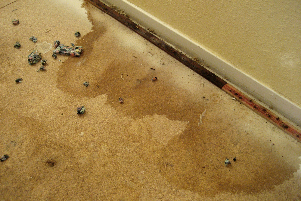 How to Remove Dog Urine from Carpet Padding  