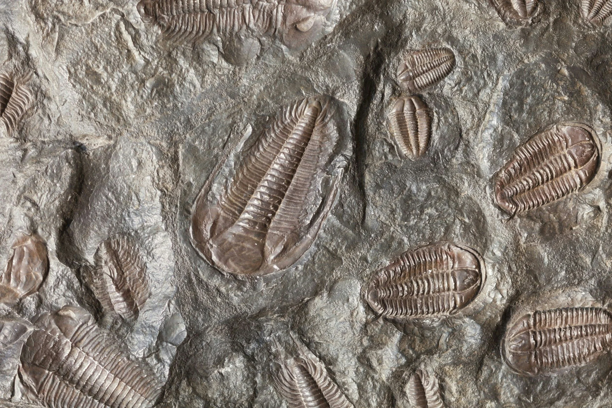 Summer Reading Program Fossil Dig