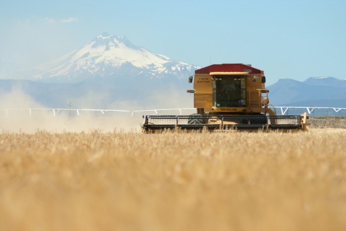 Barley being harvested at Mecca Grade Estate Malt, Mount Jefferson in the background. (Photo courtesy of Mecca Grade Estate Malt)