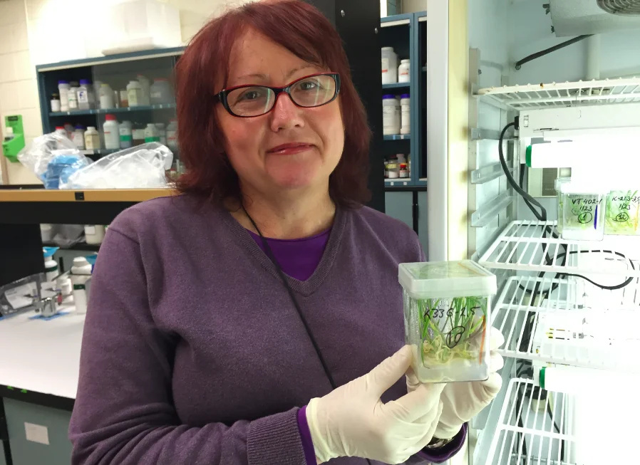 Tanya Filichkin, the head of the barley tissue lab at Oregon State University, holds a cultured container of rooting plantlets. The OSU barley research group pioneered the genetic process of producing double haploids out of anther culture, reducing the time to develop pure lines from 12 years to two.